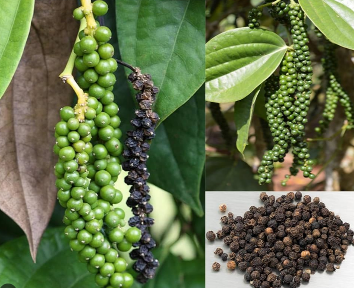 Black Pepper